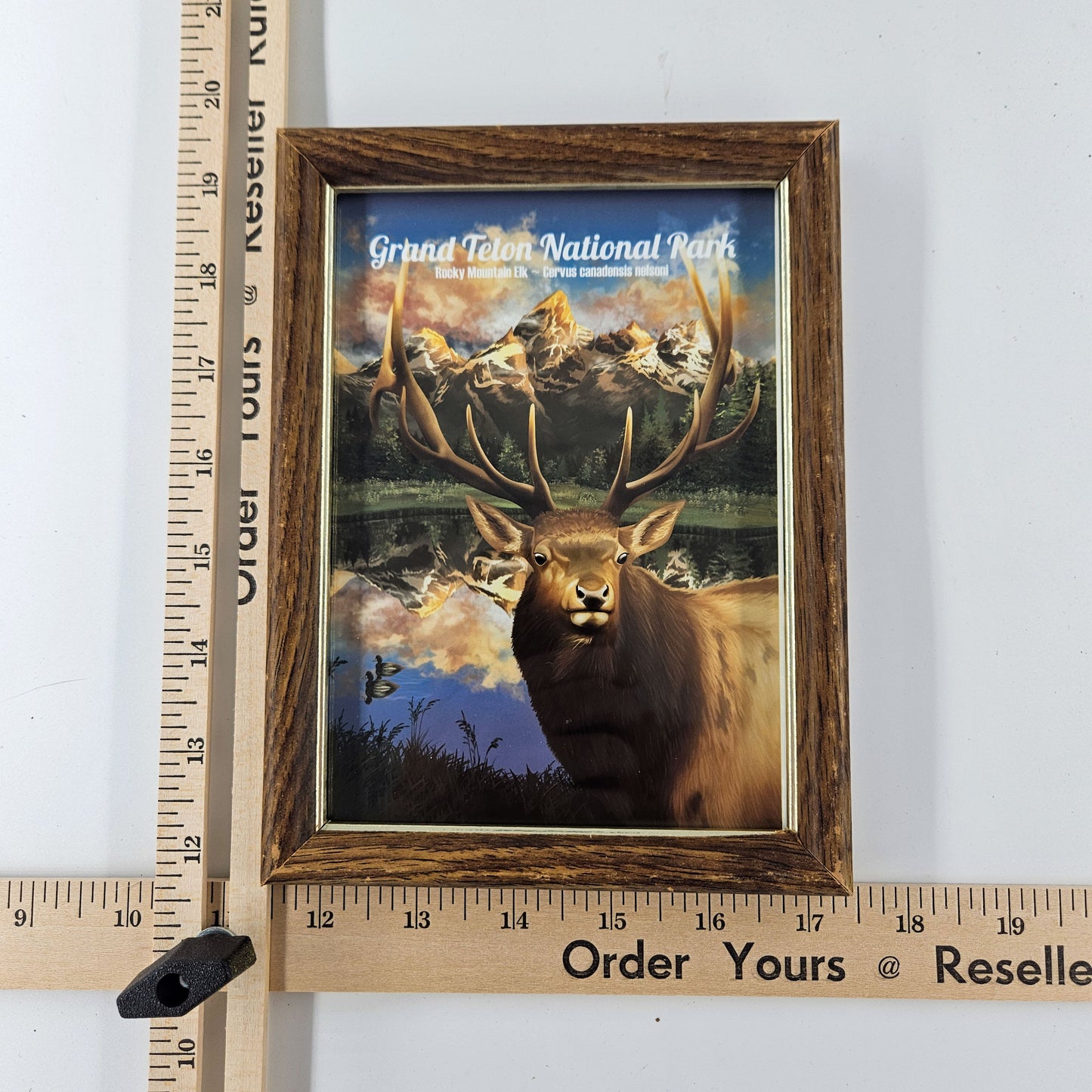 Vintage Grand Tetons Elk Print w/ Second-Life Frame 5.75"x 7.75"