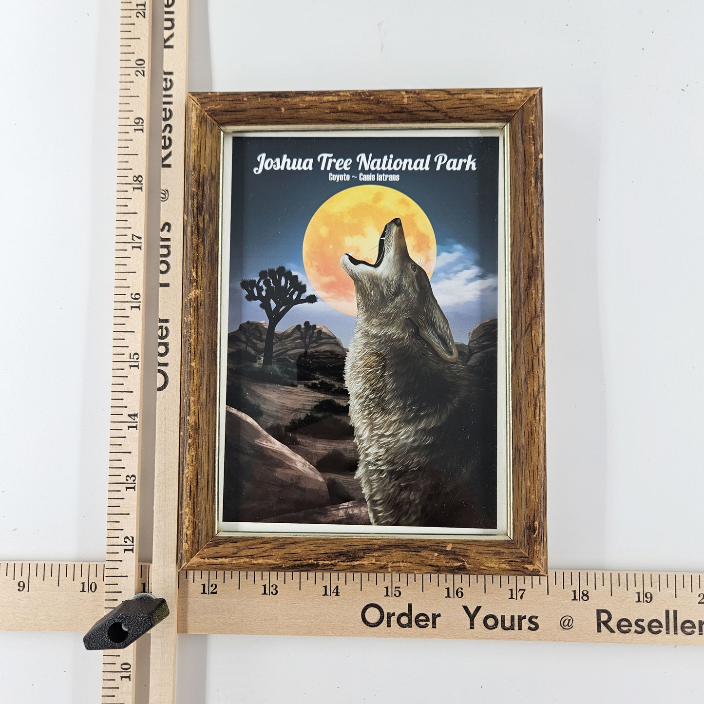 Vintage Joshua Tree Coyote Print w/ Second-Life Frame 6"x 7.75"