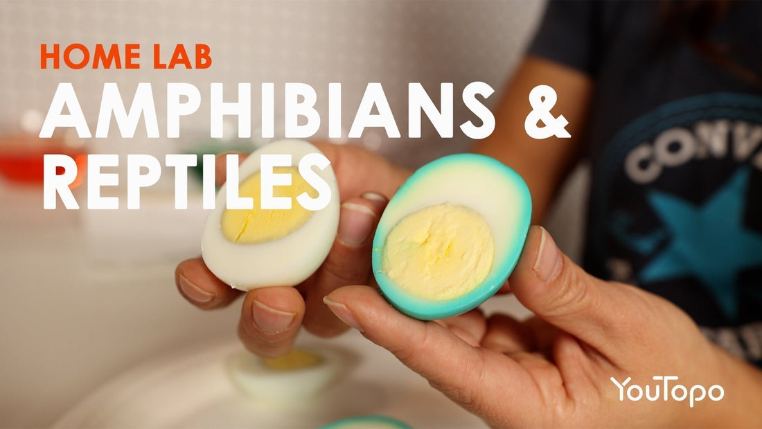 Home Lab: Amphibians vs Reptiles