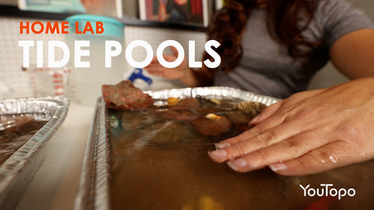 Home Lab: Tide Pools