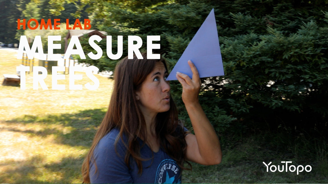 The Race to the Sky: Why Tree Height Matters