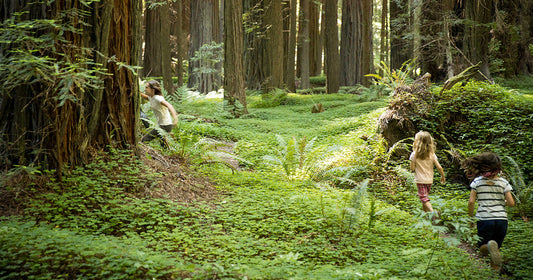 picture of redwood national park with kids running in green wonderland