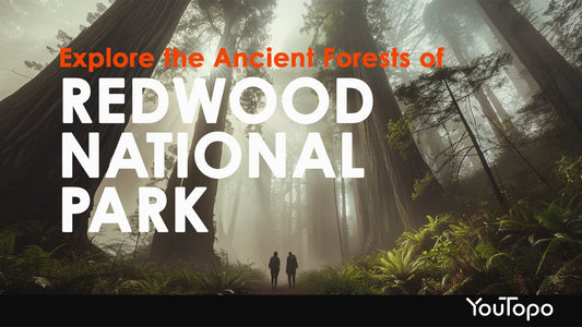 Redwood National Park — Roadtrip Concert Guide