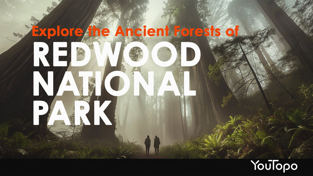 Redwood National Park — Roadtrip Concert Guide