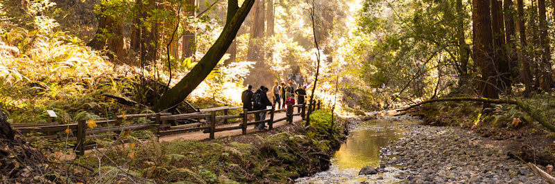 Muir Woods