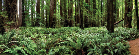 Stout Grove Jedidiah Redwoods State Park