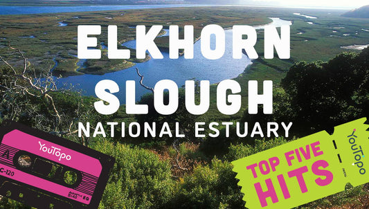 Top 5 Family Adventures at Elkhorn Slough