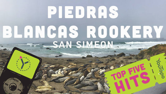 Top 5 Family Hits at San Simeon Elephant Seals Rookery