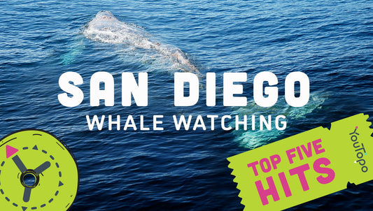 Top 5 Family Adventures at San Diego Whale Watching