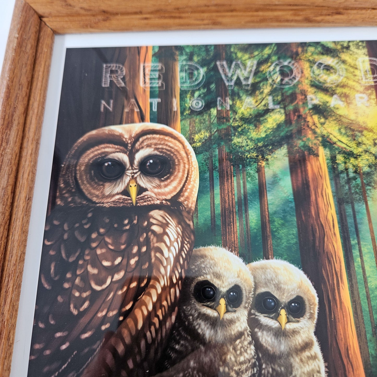 Vintage Redwood Owl Print w/ Second-Life Frame 9"x 11"