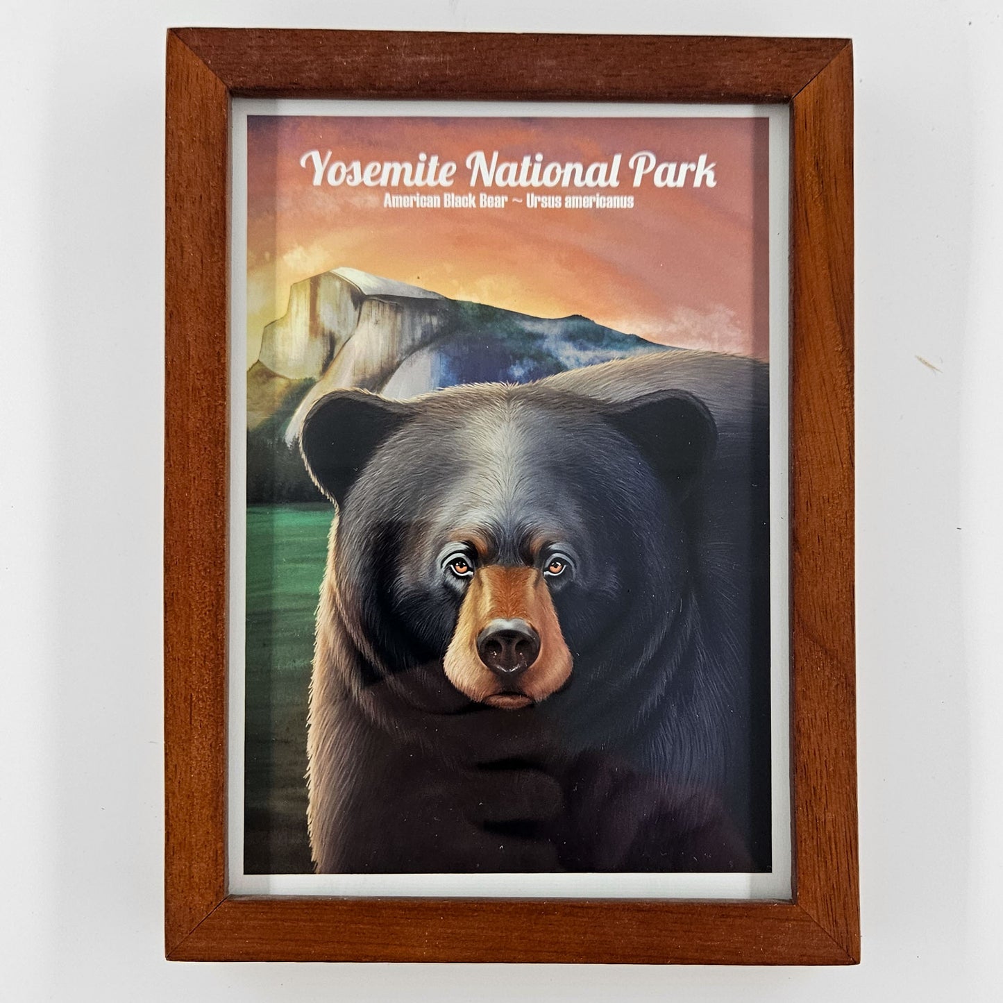 Rustic Yosemite Black Bear Print w/ Second-Life Frame 5.75" x 8