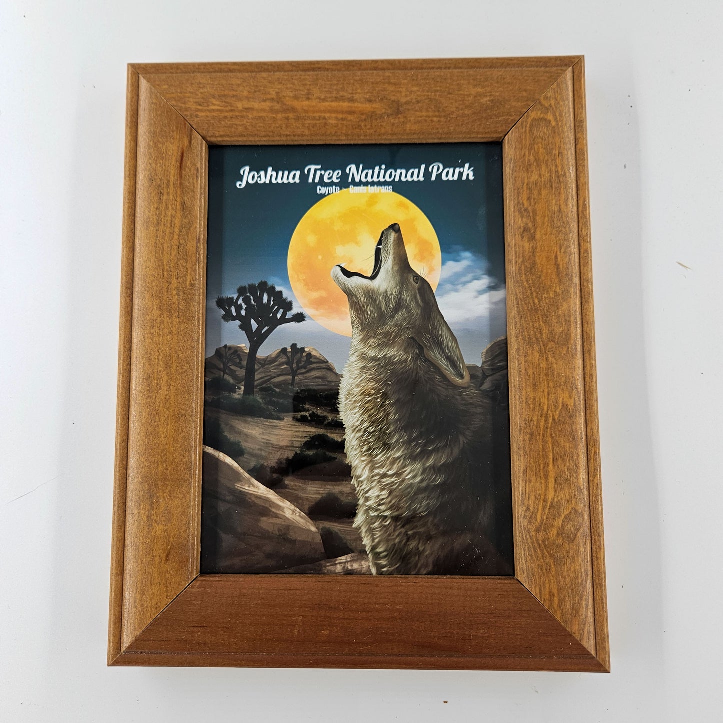 Vintage Joshua Tree Coyote Print w/ Second-Life Frame 7" x 9"