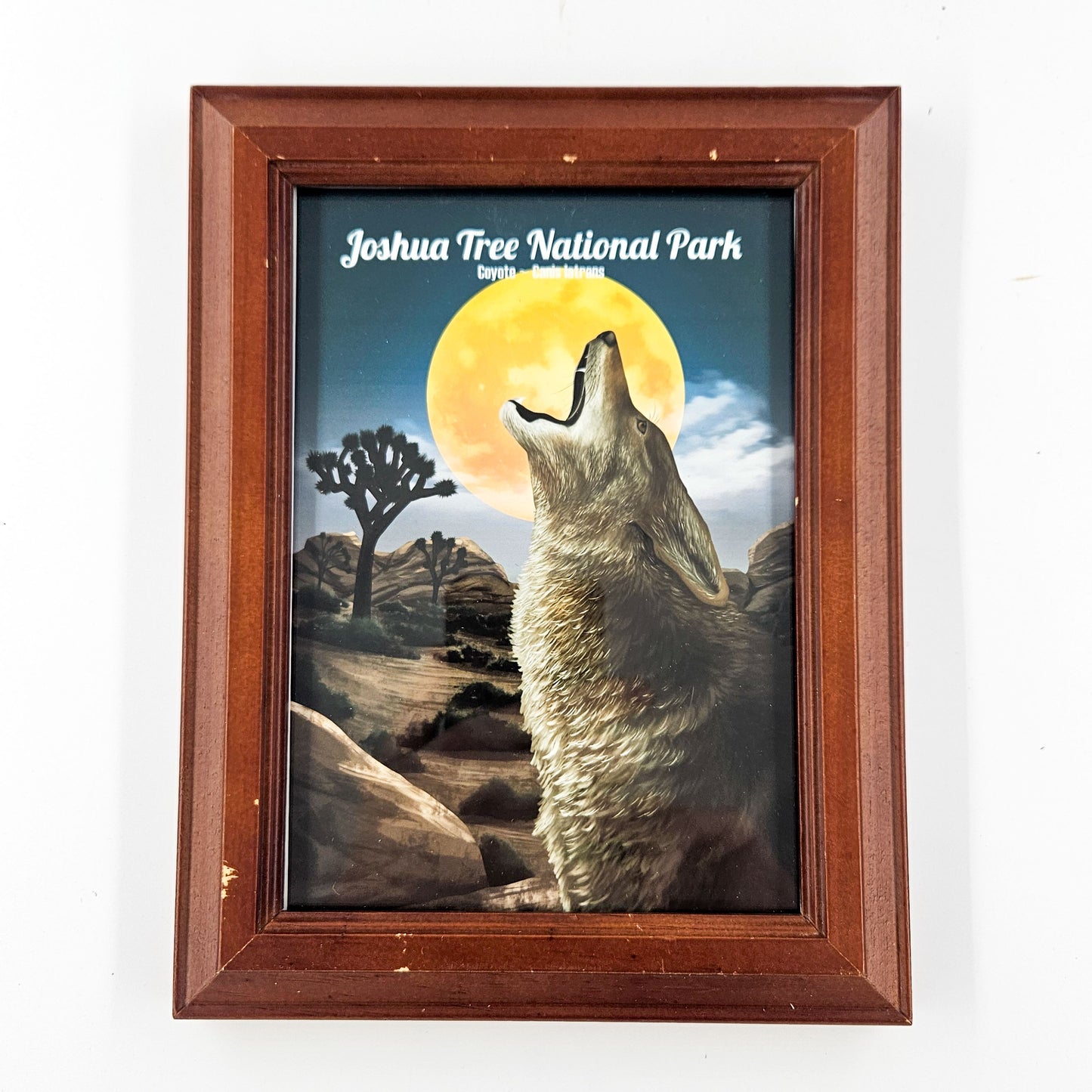 Rustic Joshua Tree Coyote Print w/ Second-Life Frame 6.5" x 8.5"