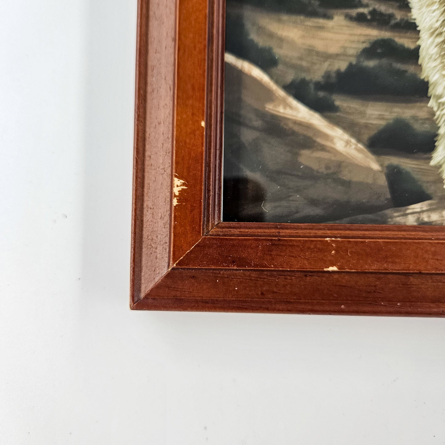 Rustic Joshua Tree Coyote Print w/ Second-Life Frame 6.5" x 8.5"