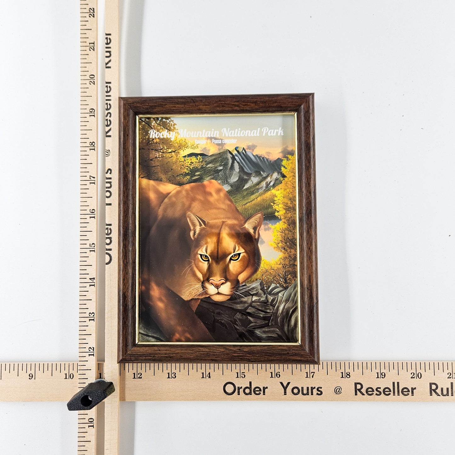 Vintage Rocky Mountain Cougar Print w/ Second-Life Frame 5.75"x 7.75"
