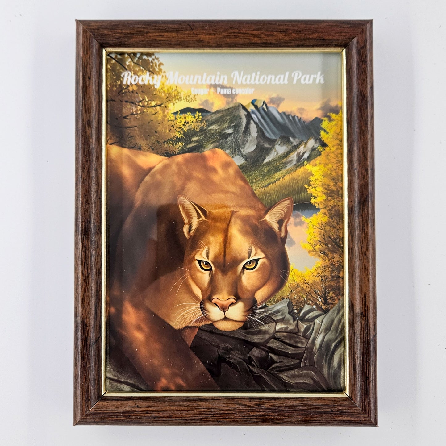Vintage Rocky Mountain Cougar Print w/ Second-Life Frame 5.75"x 7.75"