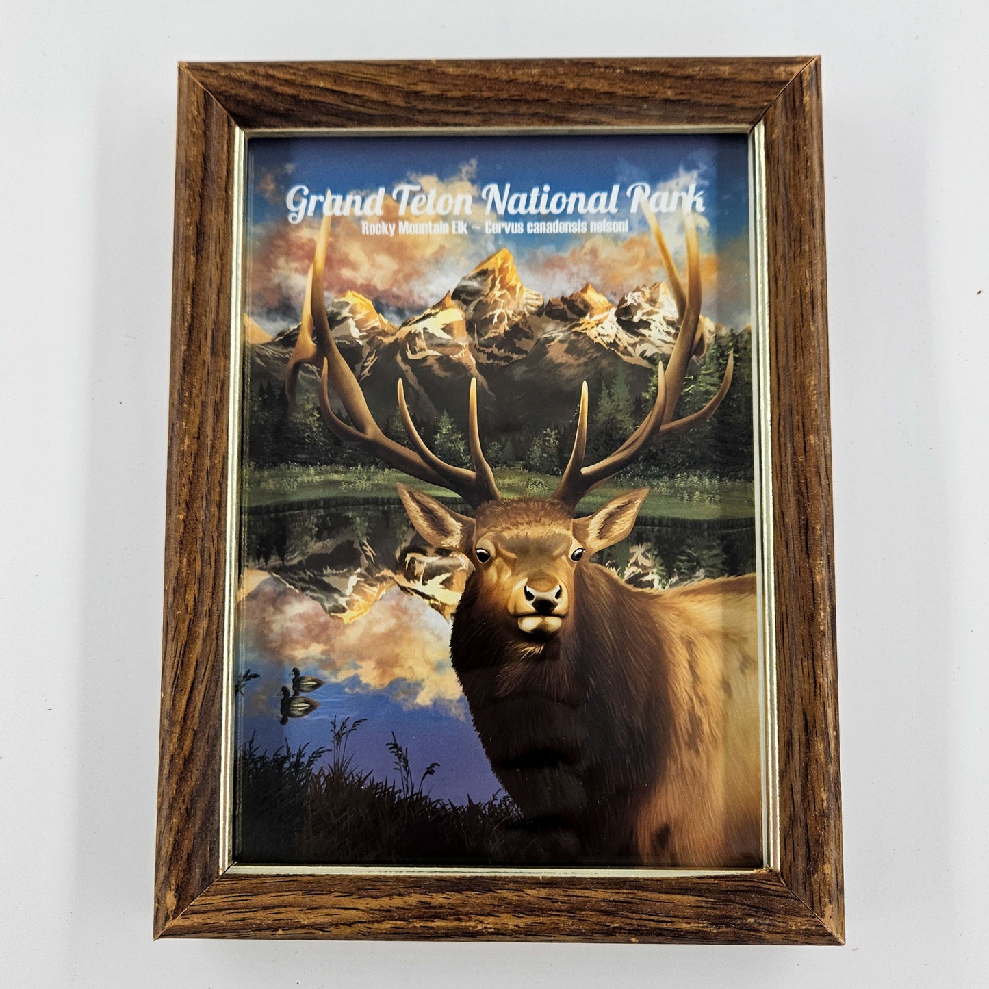 Vintage Grand Tetons Elk Print w/ Second-Life Frame 5.75"x 7.75"