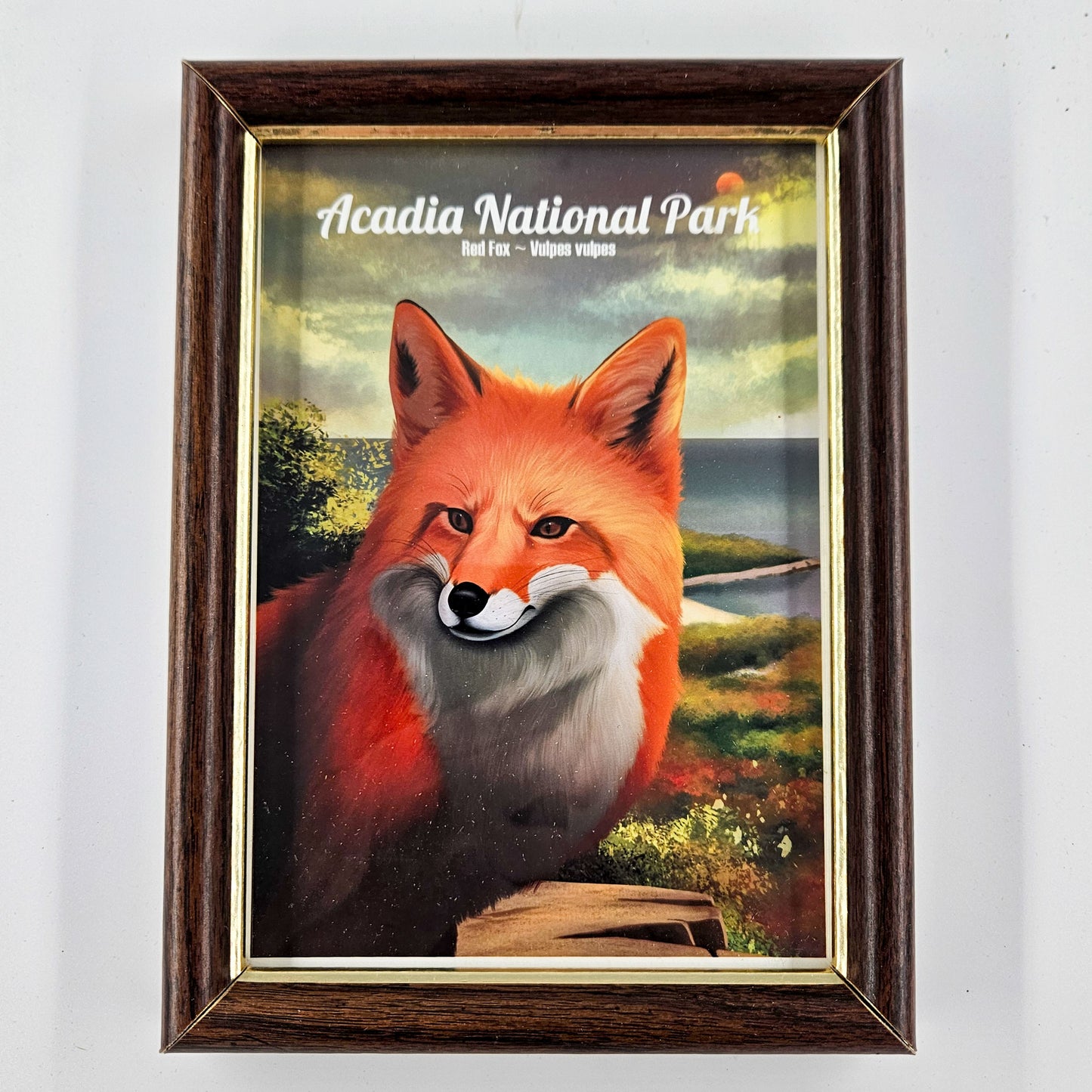 Vintage Acadia Red Fox Print w/ Second-Life Frame 5.75"x 7.75"