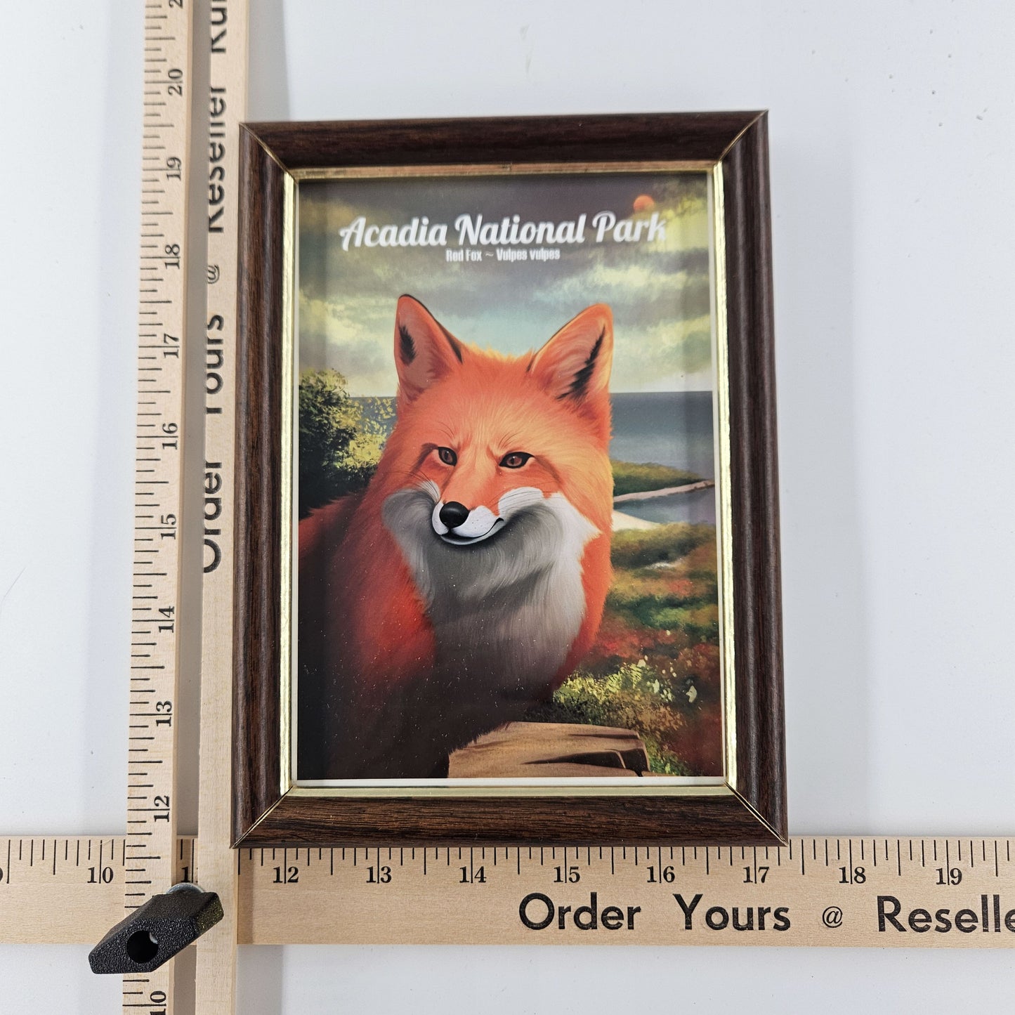 Vintage Acadia Red Fox Print w/ Second-Life Frame 5.75"x 7.75"