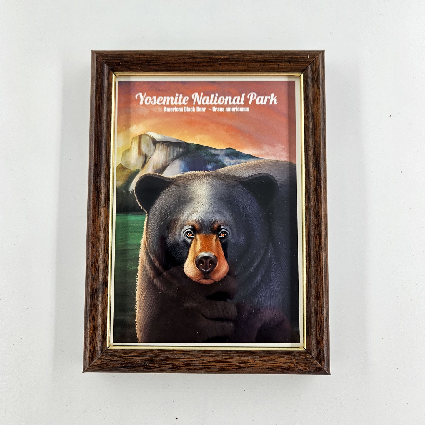 Vintage Yosemite Black Bear Print w/ Second-Life Frame5.75"x 7.75"
