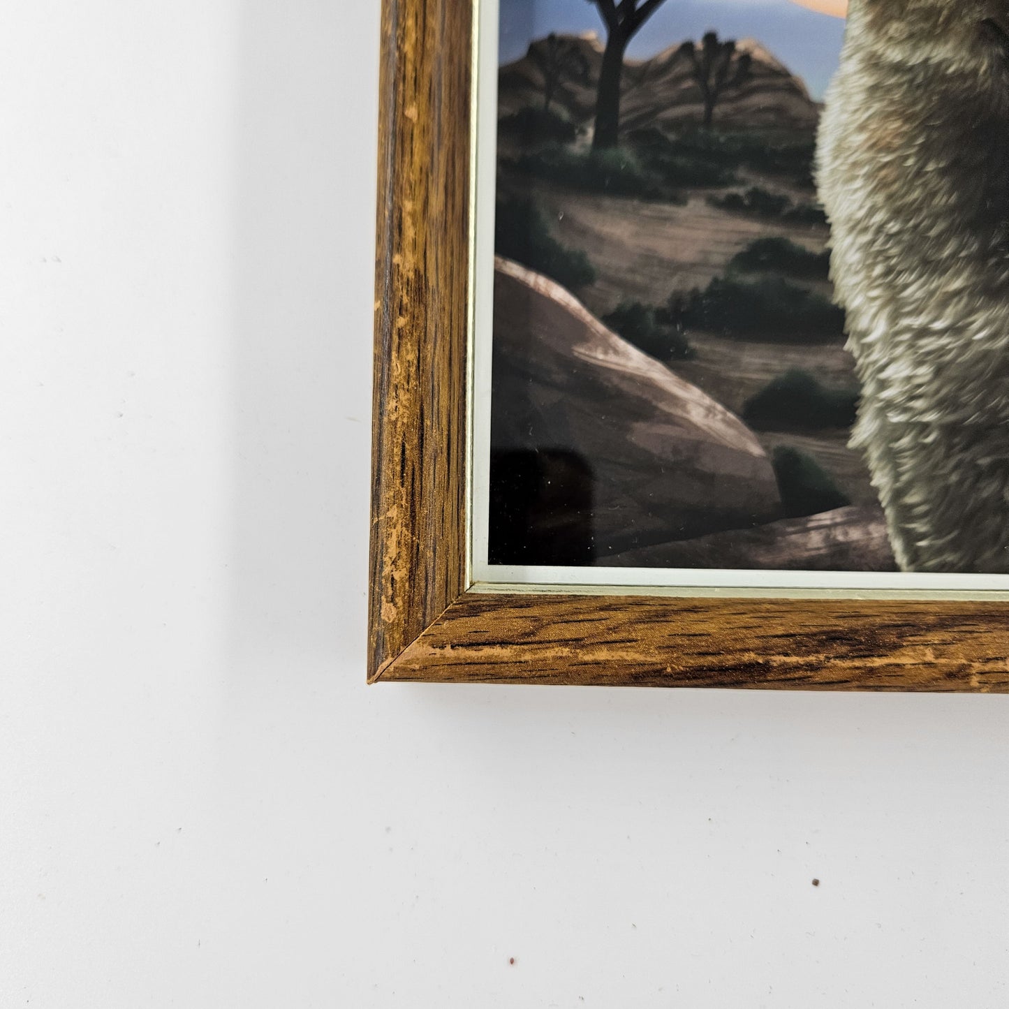 Vintage Joshua Tree Coyote Print w/ Second-Life Frame 6"x 7.75"