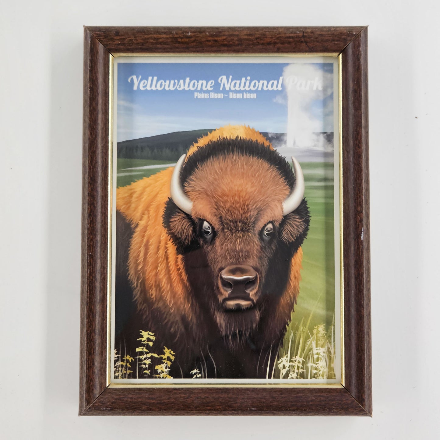 Vintage Yellowstone Bison Print w/ Second-Life Frame 6"x 7.75"